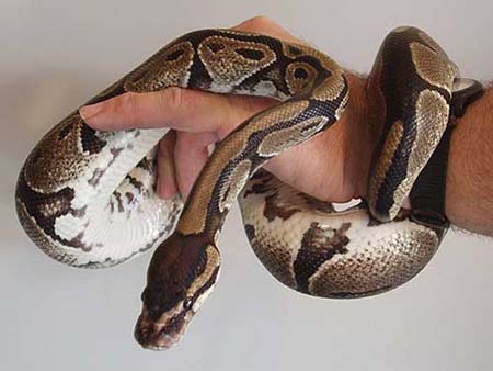 A rather lovely Ball Python these snake like being handled