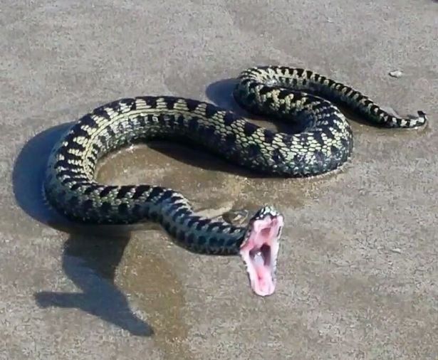 Snakes found in the UK