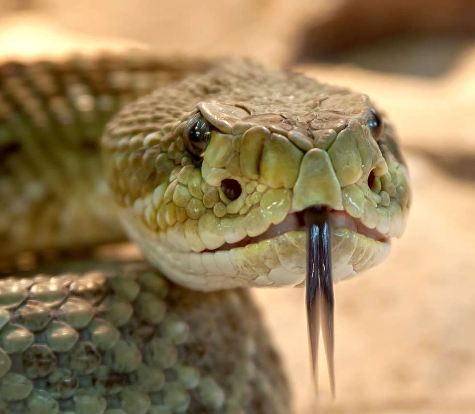 Snakes that swim include the rattlesnake